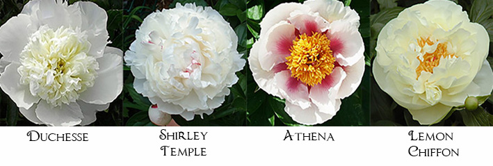 Peony Flowers