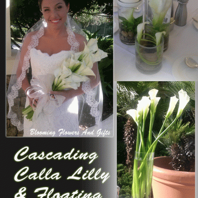Phoca Thumb L Ob4 Cascading Calla Lily